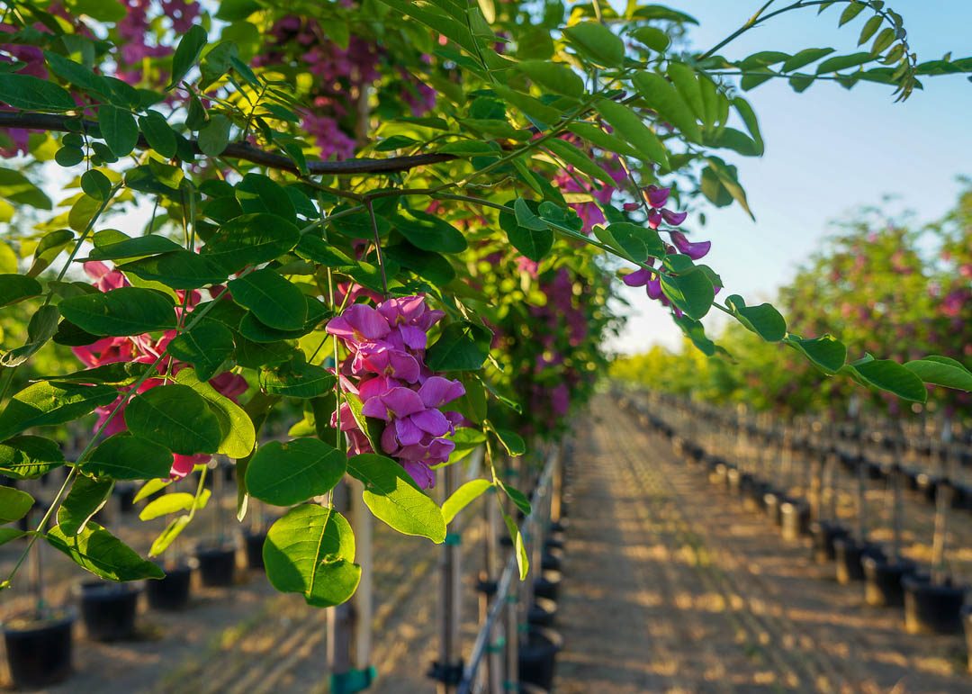 Purple Robe Locust Tree Garden Gate Nursery